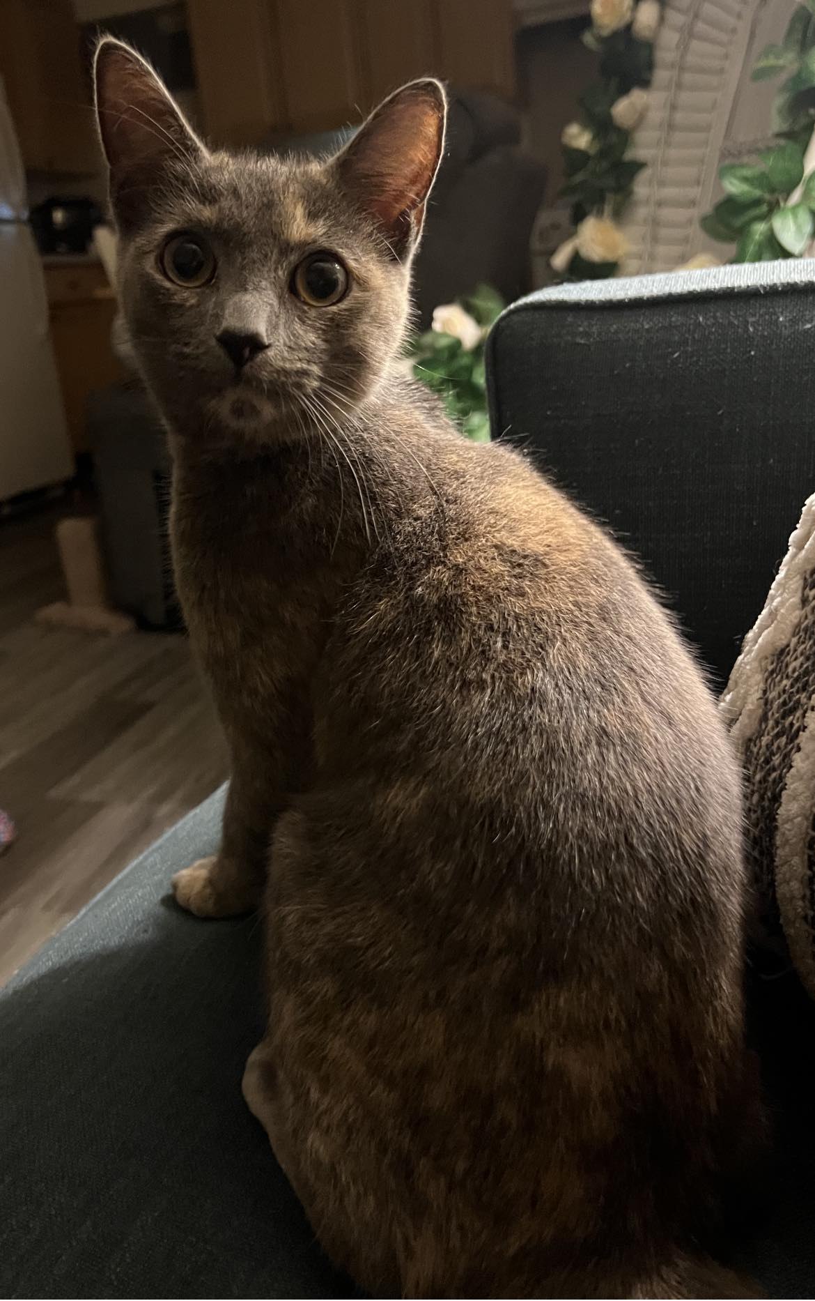 Cherrie, a Adoptable Dilute Tortoiseshell in Woodmere, NY image 2/2