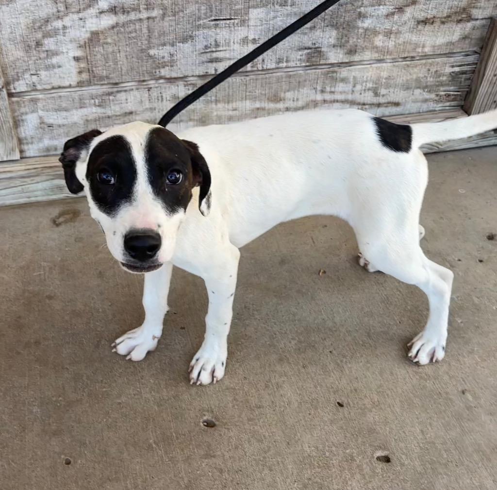 Enlarge Dudley, a Adoptable mixed breed in Batesville, AR image 1/1
