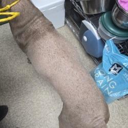 Enlarge Maverick, a Adoptable mixed breed in Bullhead City, AZ image 1/2