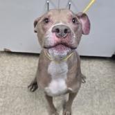 Enlarge Maverick, a Adoptable mixed breed in Bullhead City, AZ image 2/2