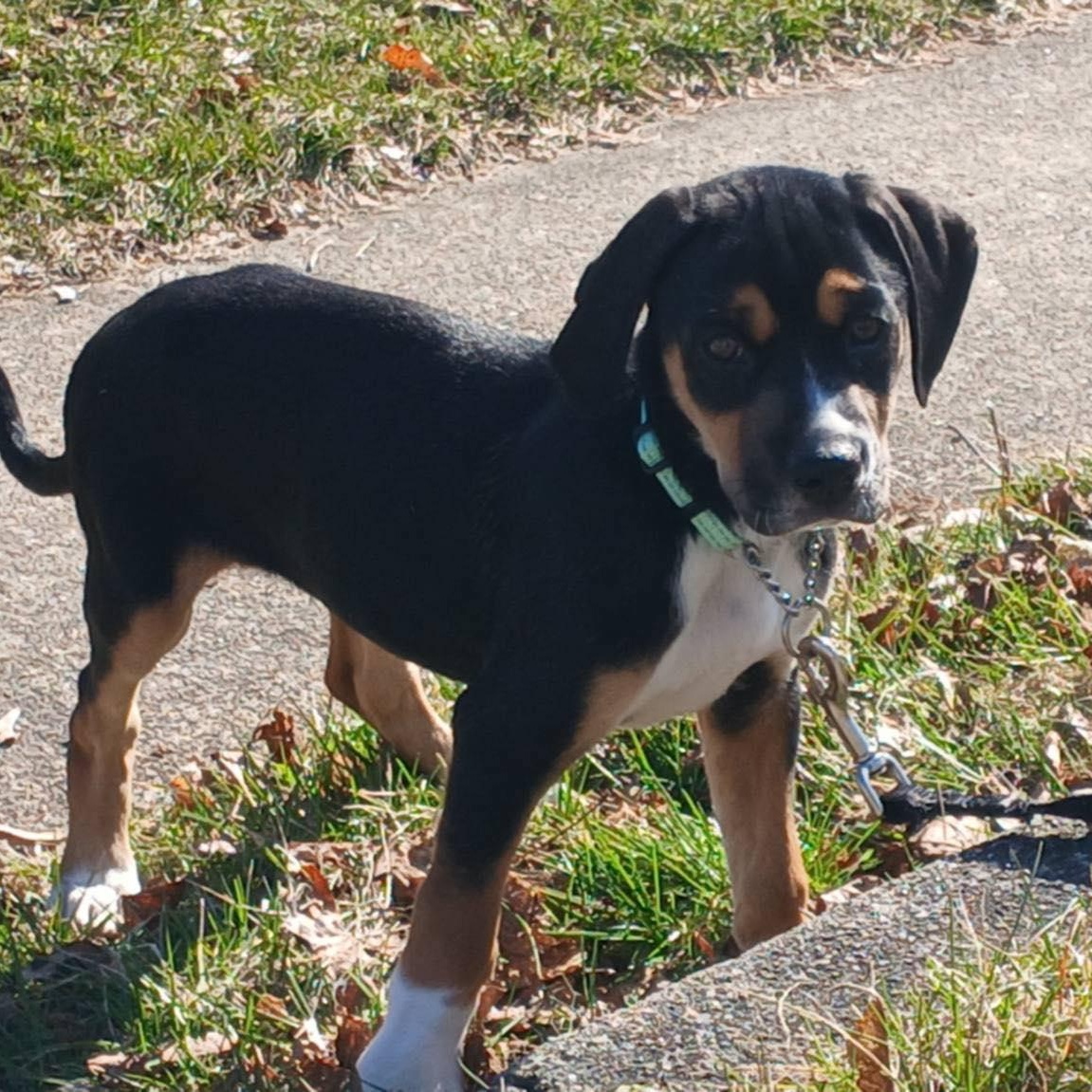Enlarge Wesley, a Adoptable mixed breed in Fairhaven, MA image 3/6