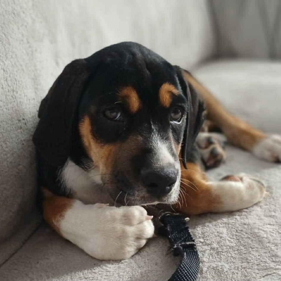 Wesley, Adoptable, Puppy Male Boxer & Labrador Retriever.