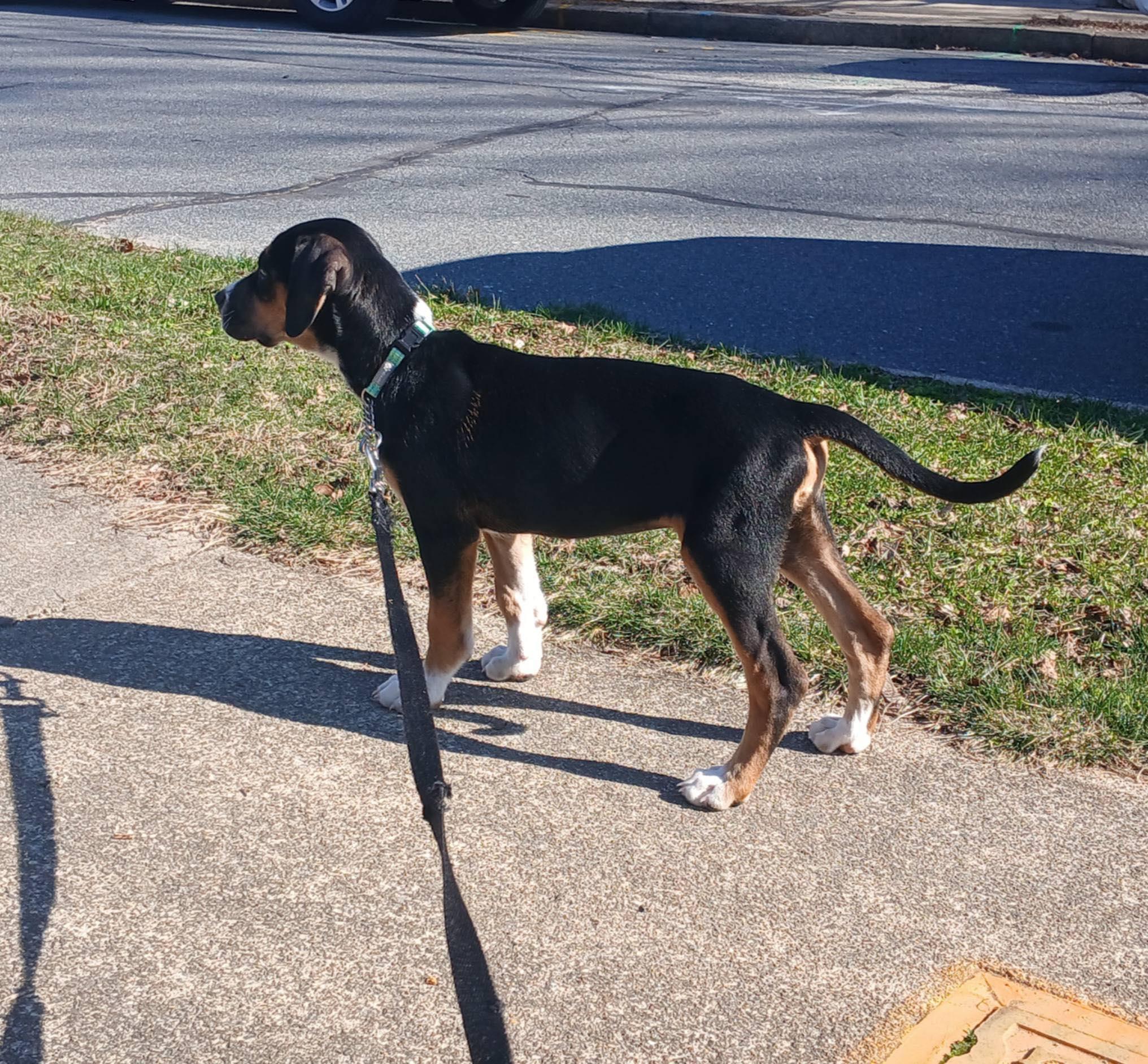 Enlarge Wesley, a Adoptable mixed breed in Fairhaven, MA image 4/6