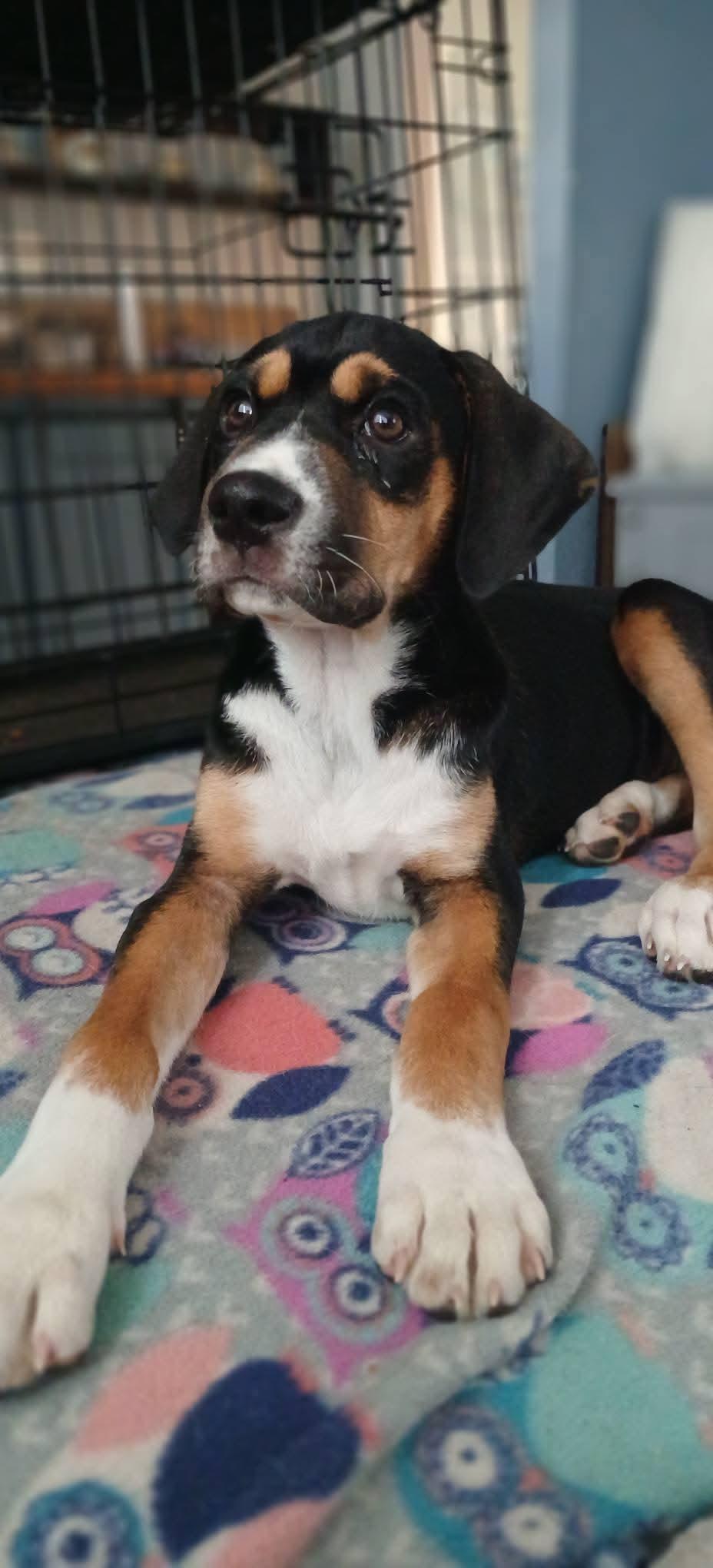 Enlarge Wesley, a Adoptable mixed breed in Fairhaven, MA image 2/6