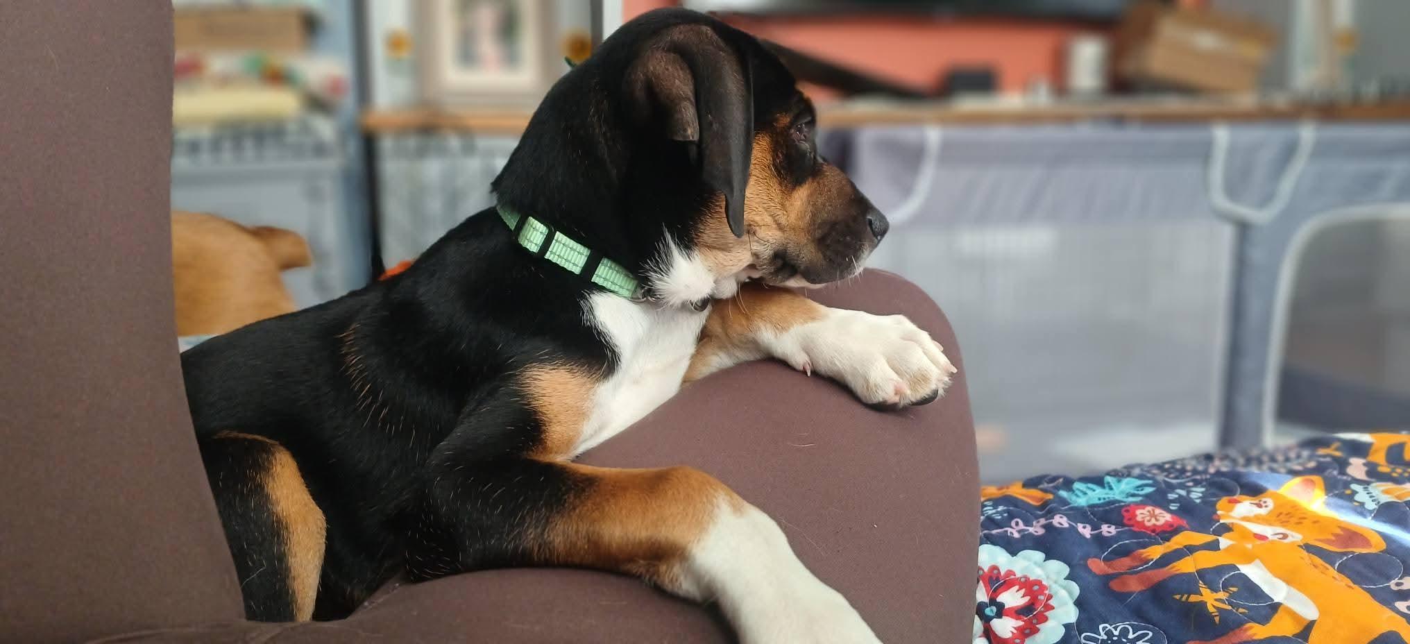 Enlarge Wesley, a Adoptable mixed breed in Fairhaven, MA image 6/6