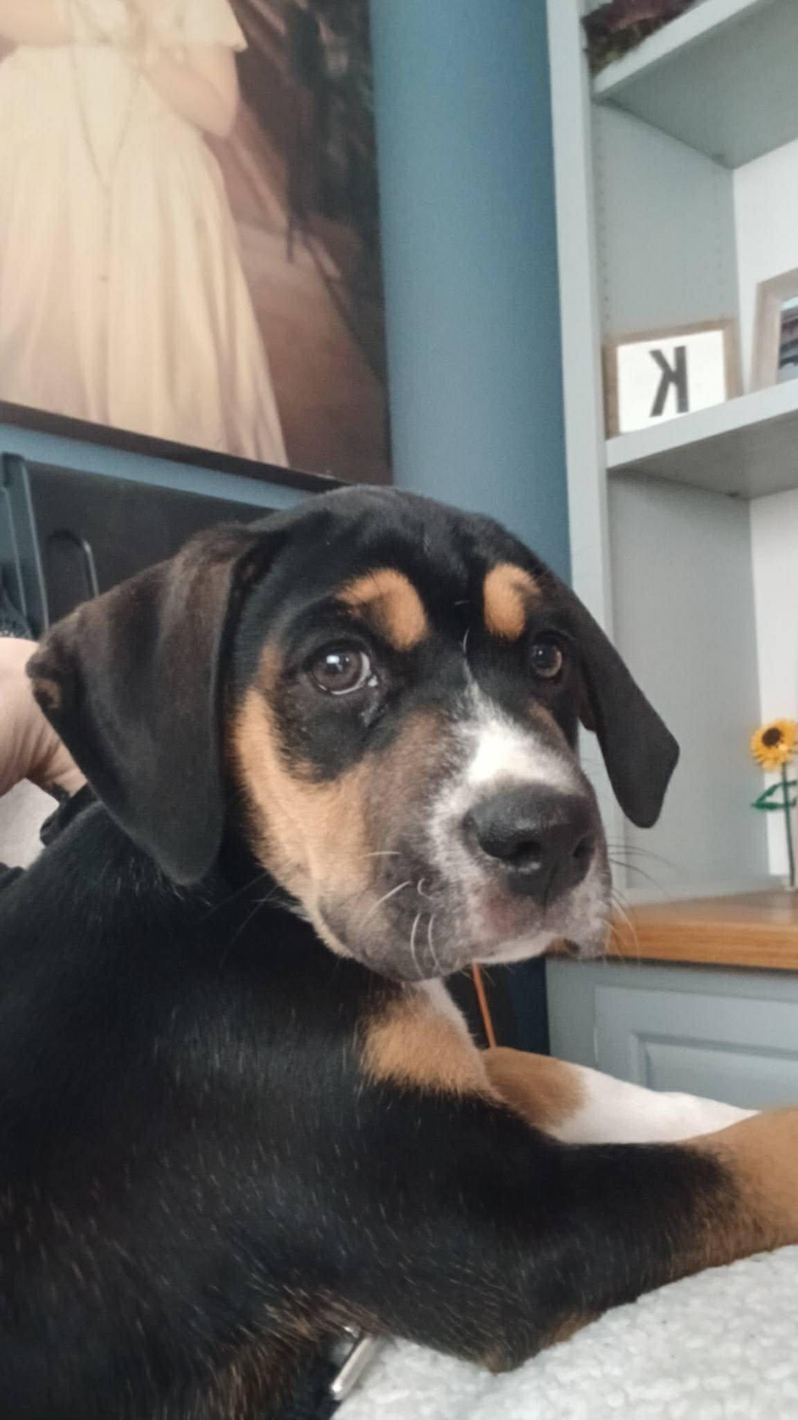 Enlarge Wesley, a Adoptable mixed breed in Fairhaven, MA image 5/6