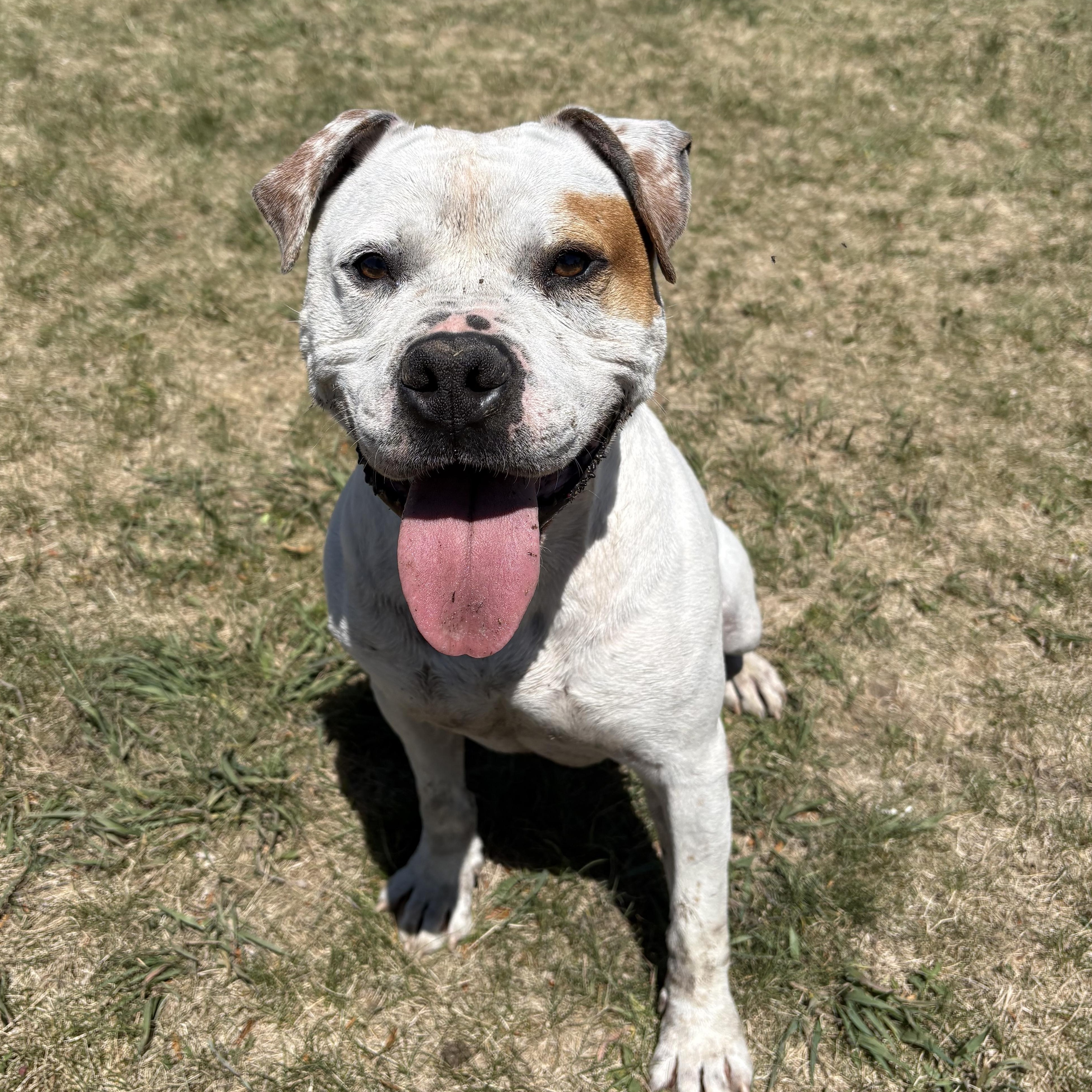 Fanta, Adoptable, Adult Male Pit Bull Terrier.