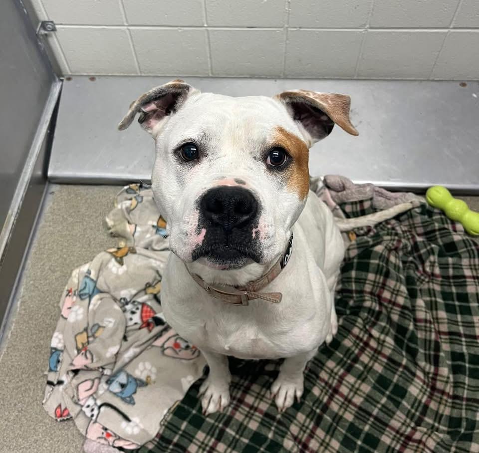 Enlarge Fanta, a Adoptable Pit Bull Terrier in Kearney, NE image 1/1