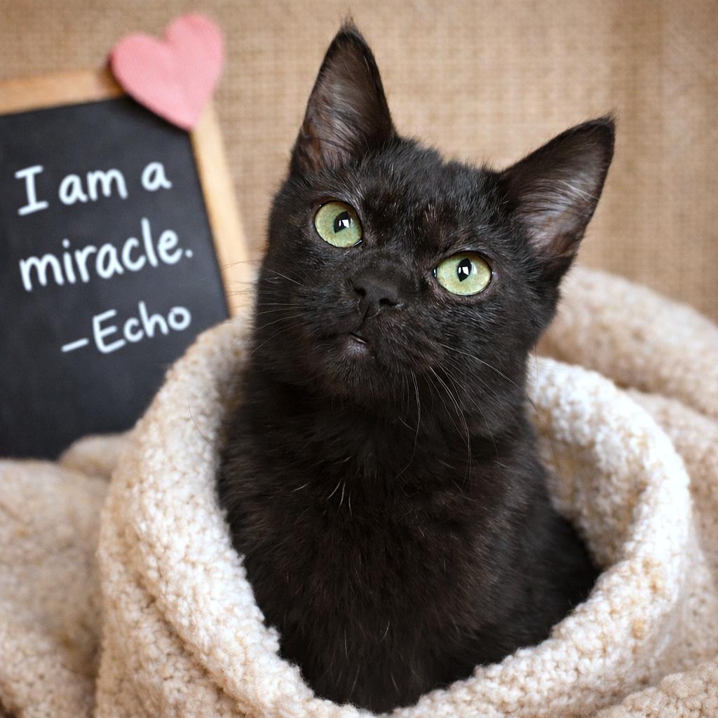 Enlarge Echo, a ADOPTABLE Domestic Short Hair in Sidney, OH image 1/1