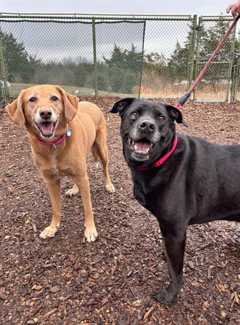 MARLEY, Adoptable, Adult Female Labrador Retriever & Mixed Breed.