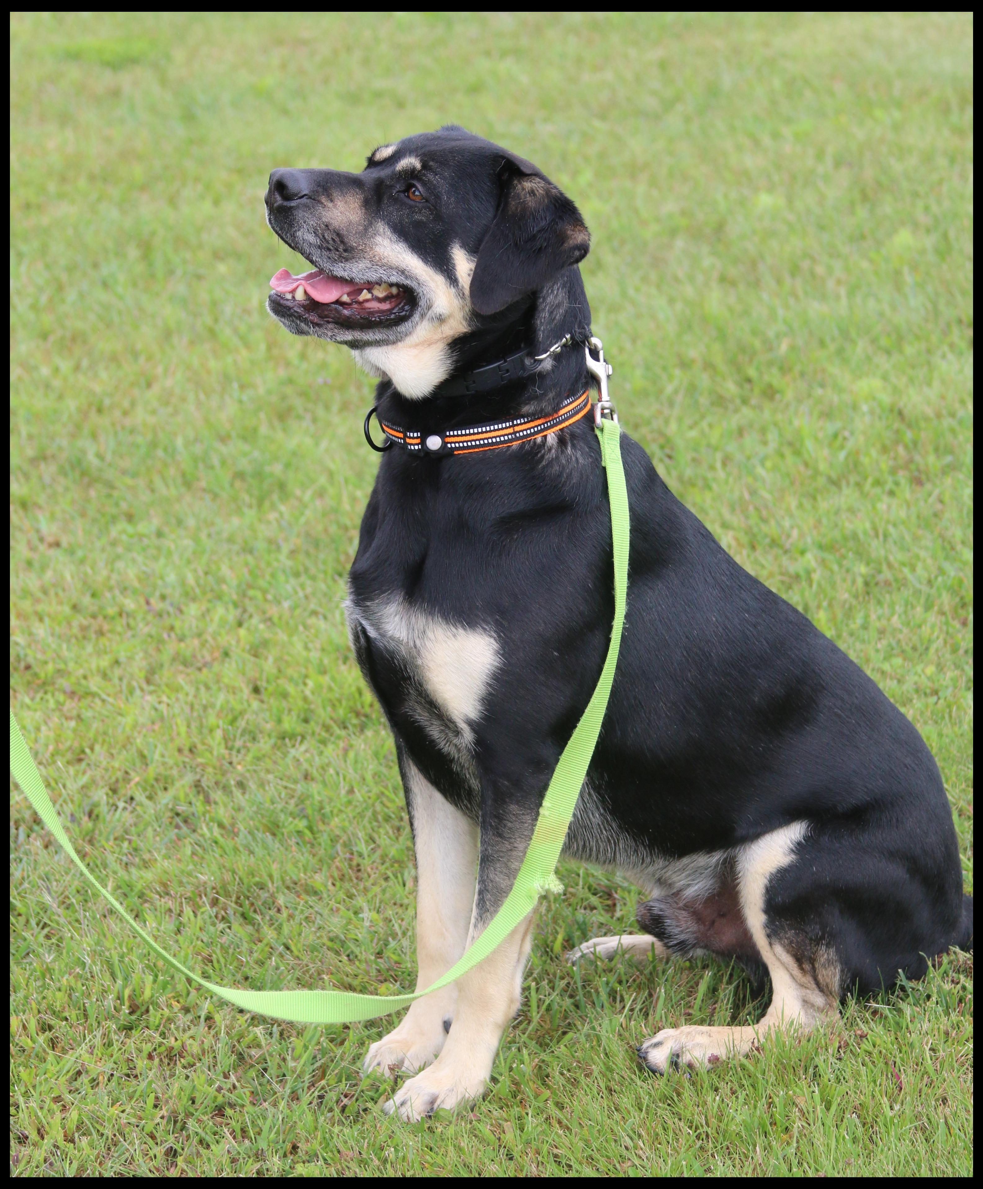 Enlarge Apollo, a Adoptable mixed breed in Shippenville, PA image 4/6