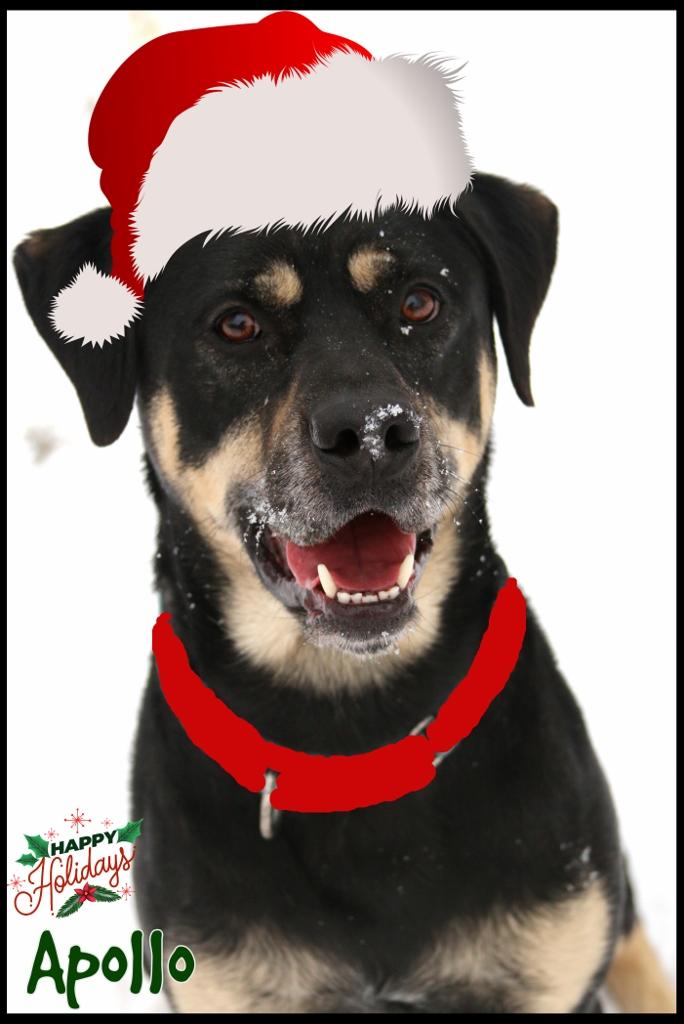 Apollo, Adoptable, Young Male Rottweiler.