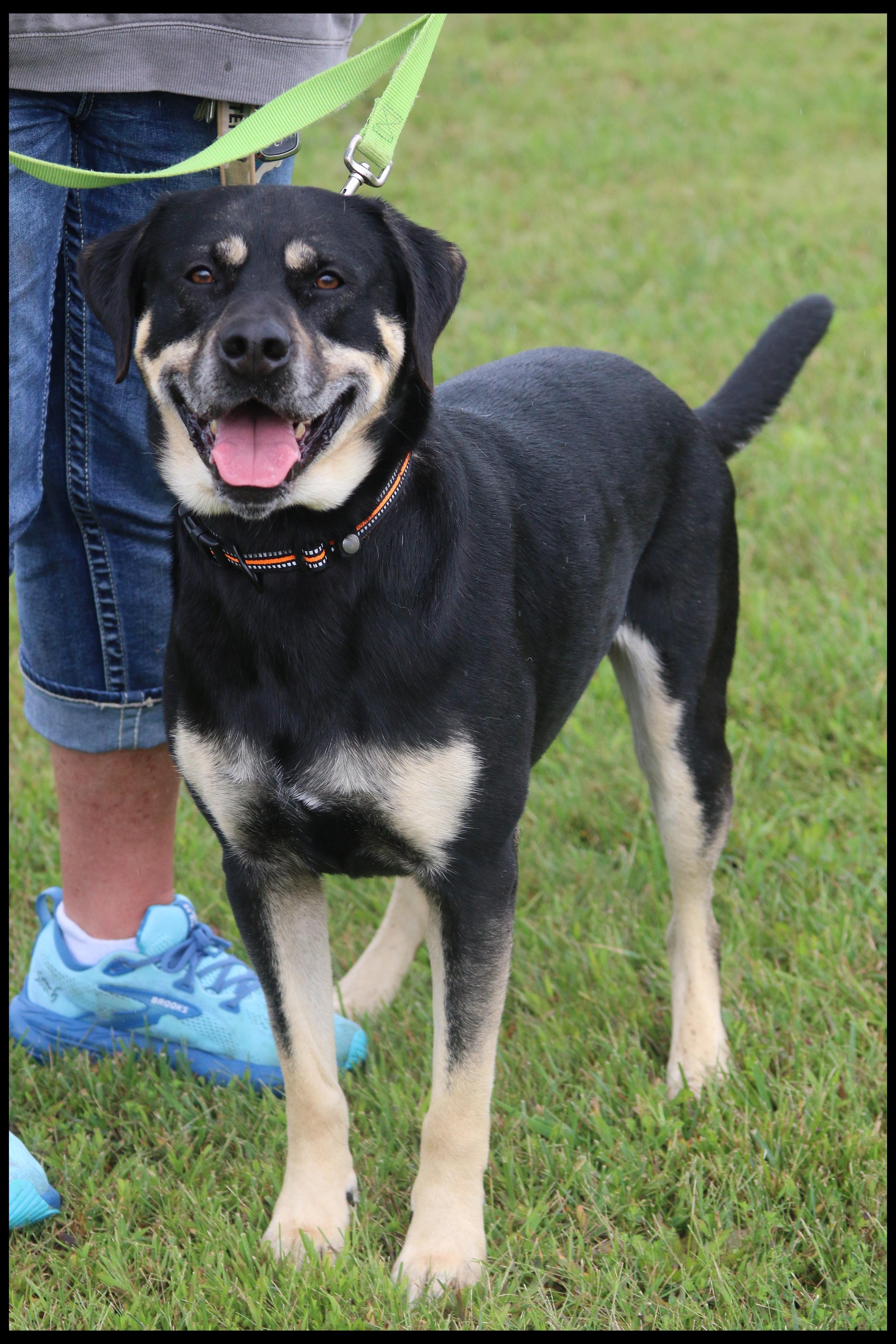 Enlarge Apollo, a Adoptable mixed breed in Shippenville, PA image 3/6