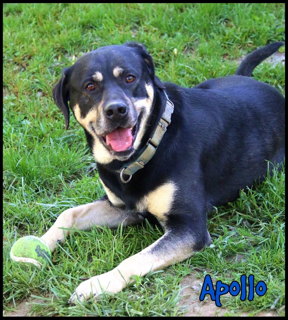Apollo, Adoptable, Young Male Rottweiler.