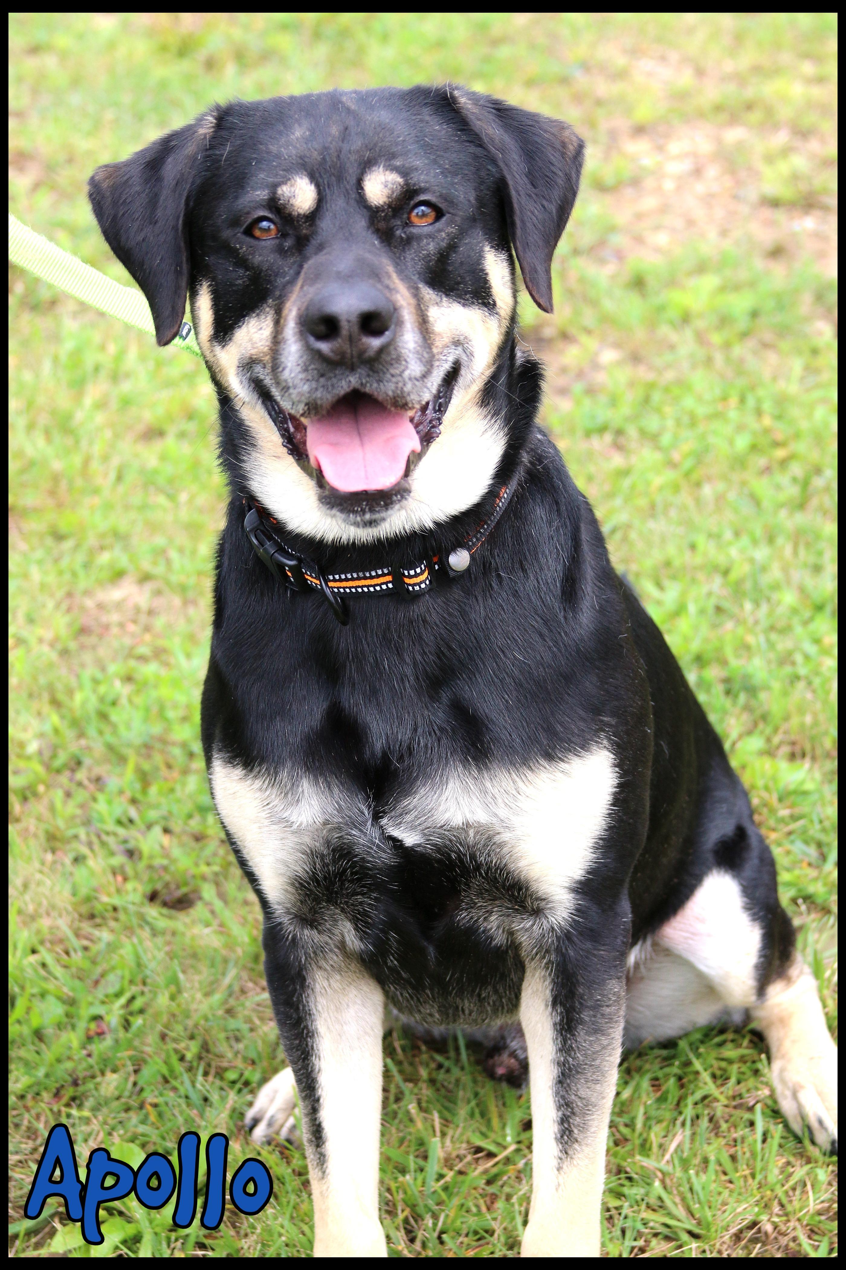 Apollo, Adoptable, Young Male Rottweiler.