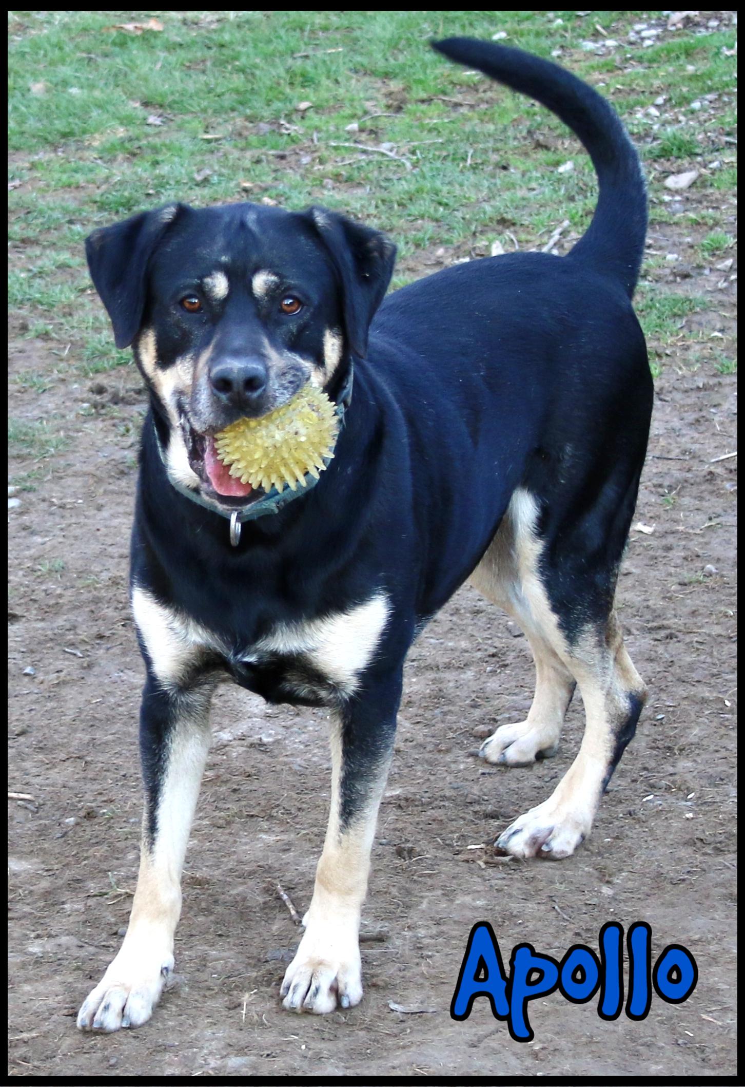 Apollo, Adoptable, Young Male Rottweiler.