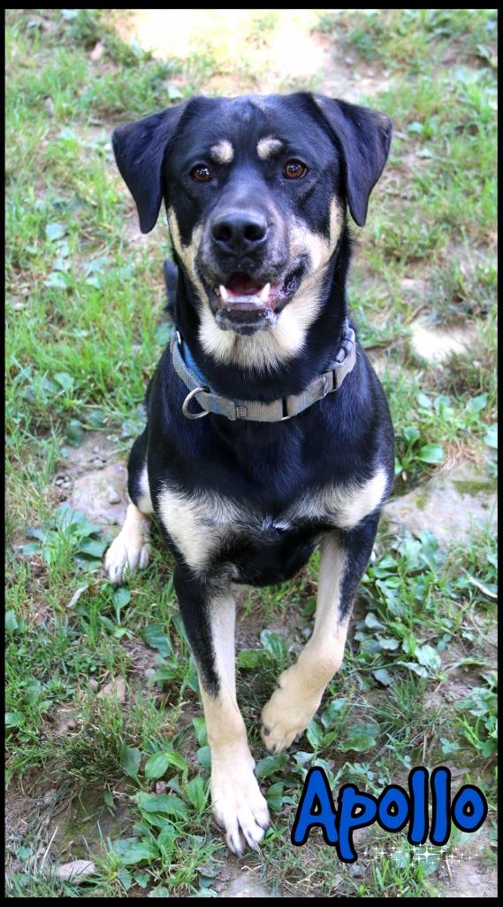 Enlarge Apollo, a Adoptable mixed breed in Shippenville, PA image 5/6