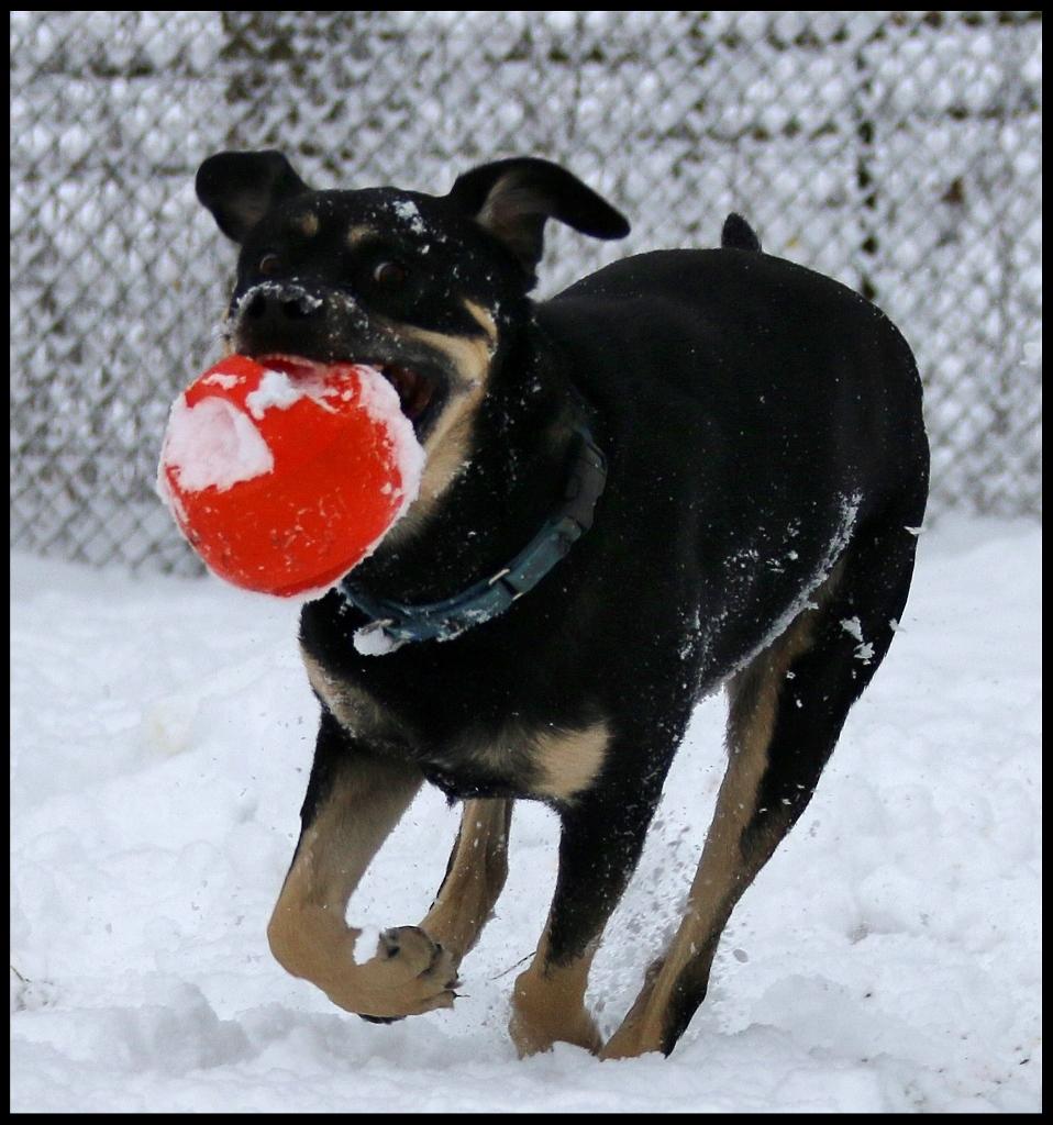 Enlarge Apollo, a Adoptable mixed breed in Shippenville, PA image 2/6