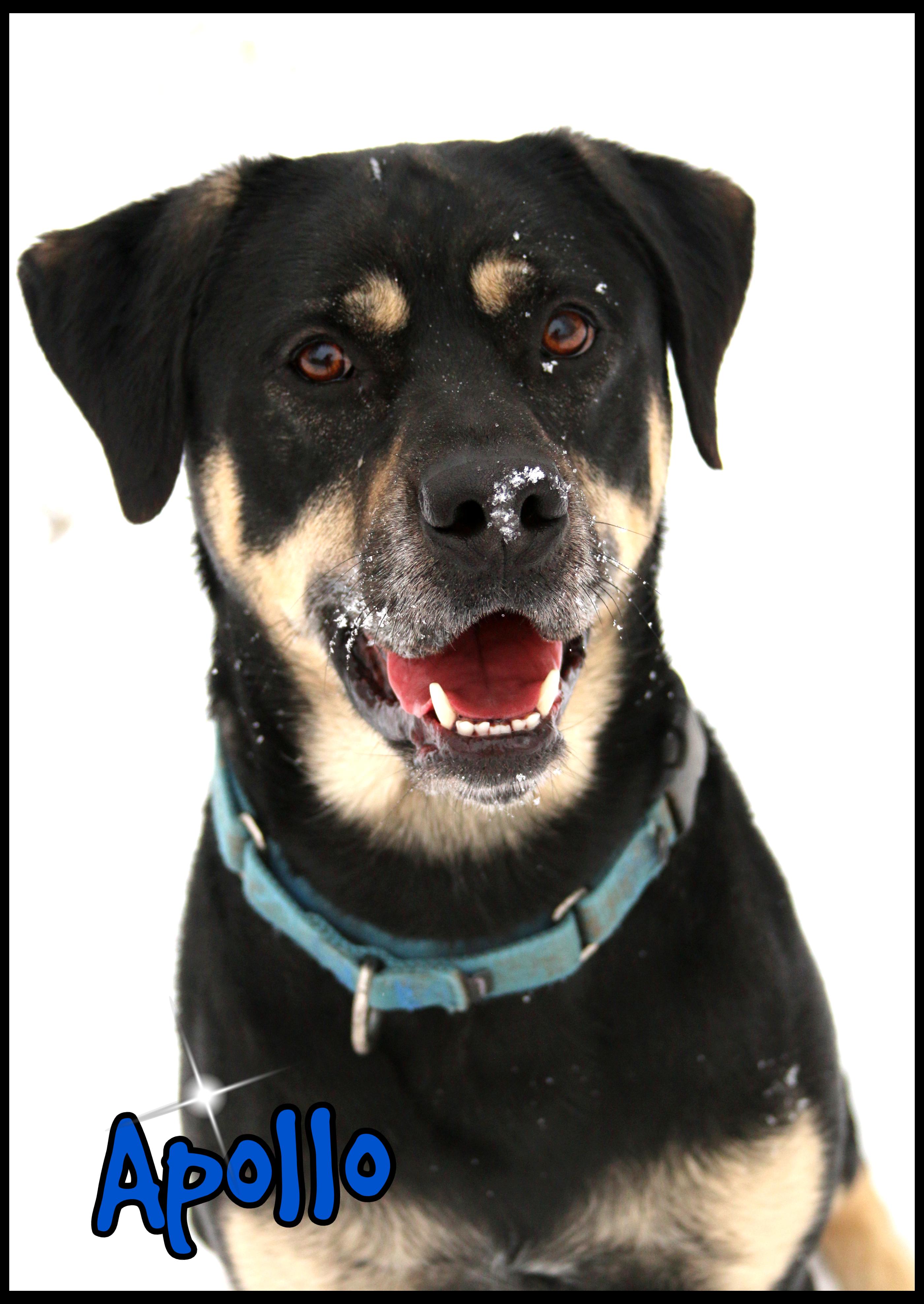 Apollo, Adoptable, Young Male Rottweiler.