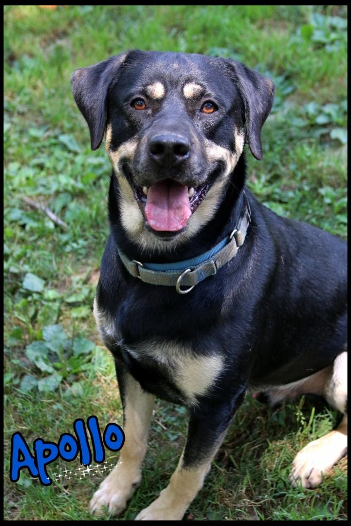 Apollo, Adoptable, Young Male Rottweiler.