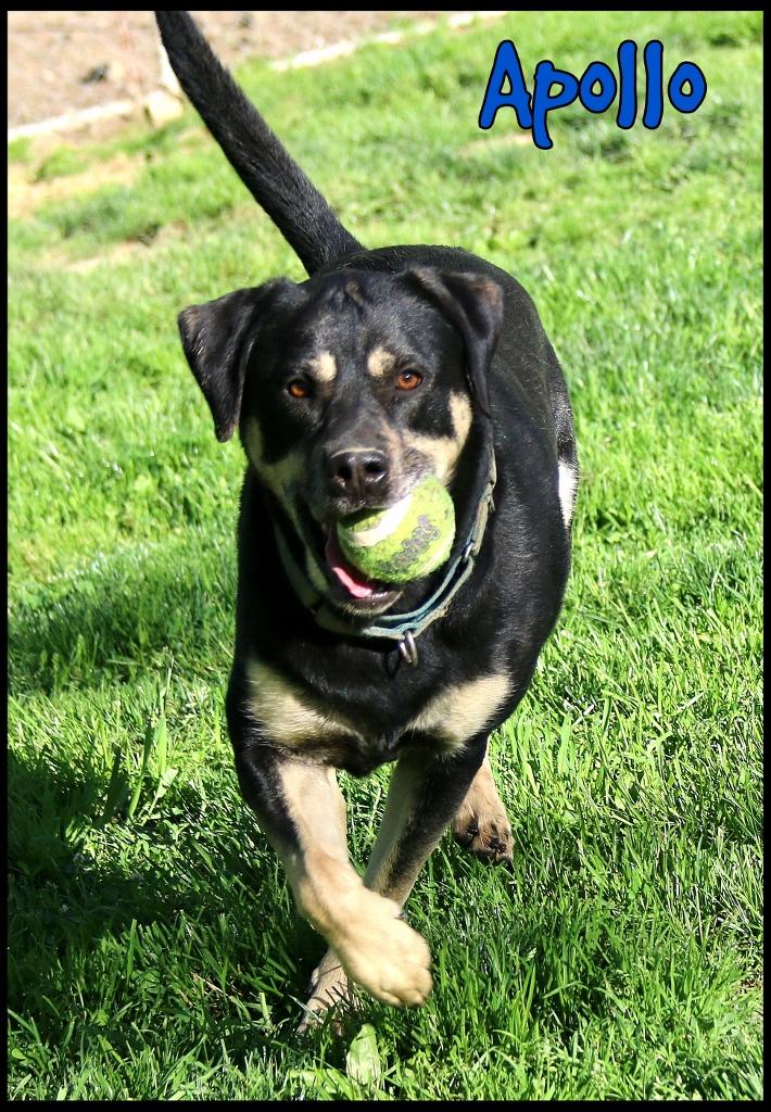 Apollo, a Adoptable mixed breed in Shippenville, PA image 2/6