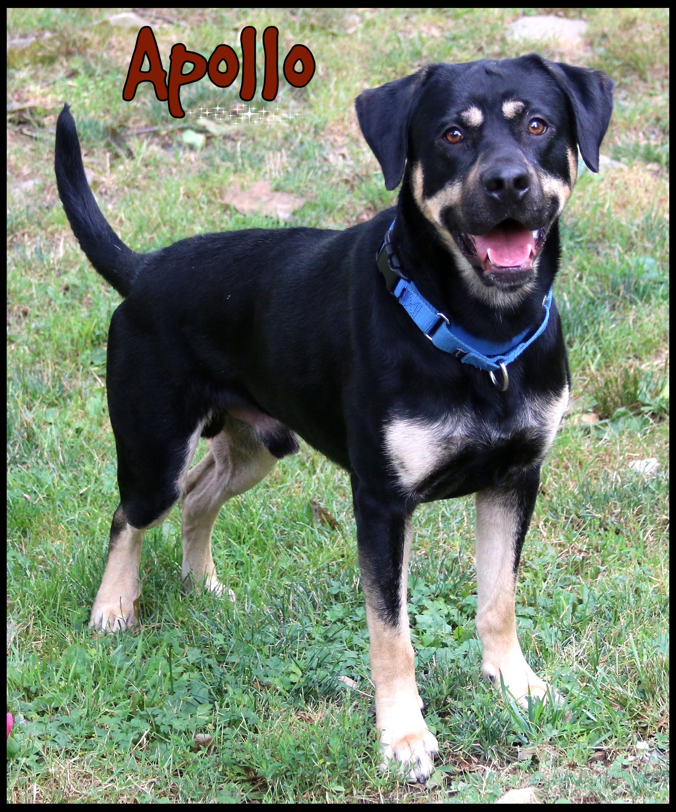 Enlarge Apollo, a Adoptable mixed breed in Shippenville, PA image 6/6
