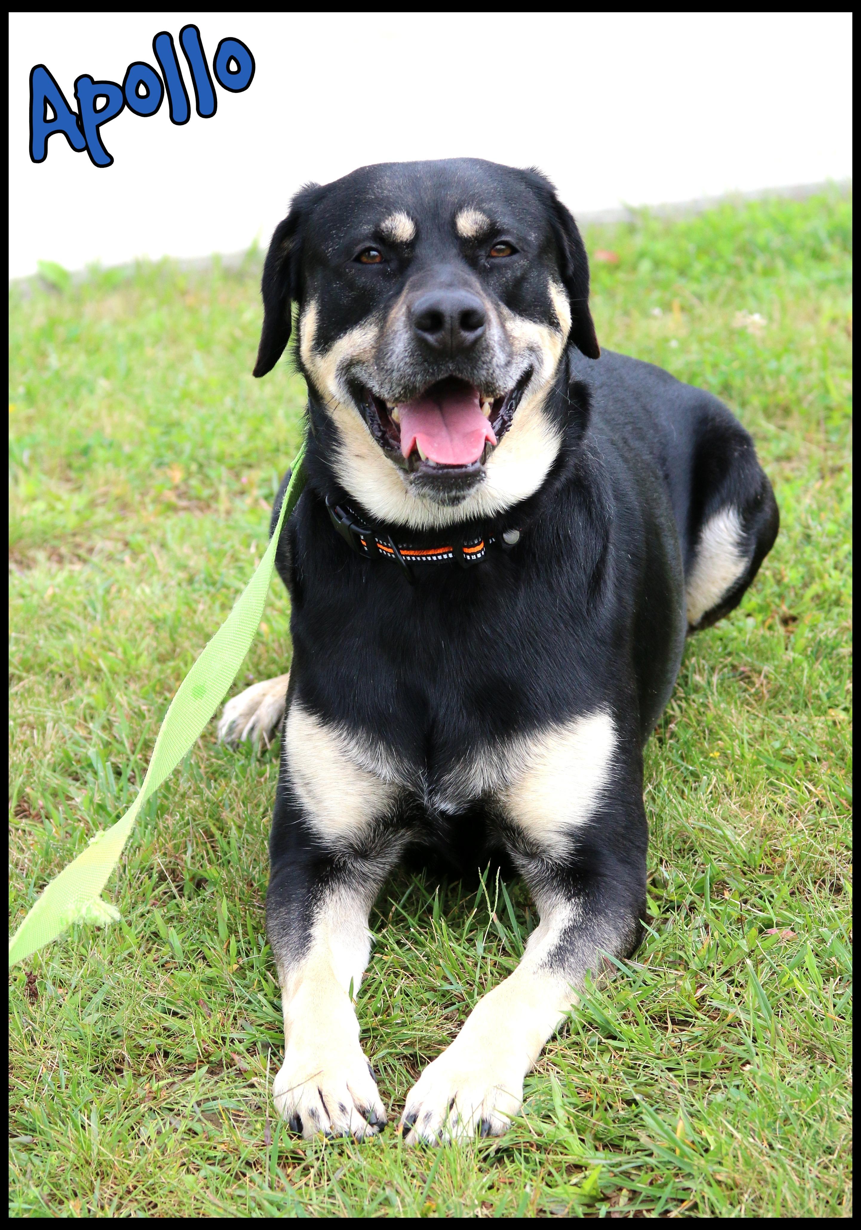 Enlarge Apollo, a Adoptable mixed breed in Shippenville, PA image 2/6