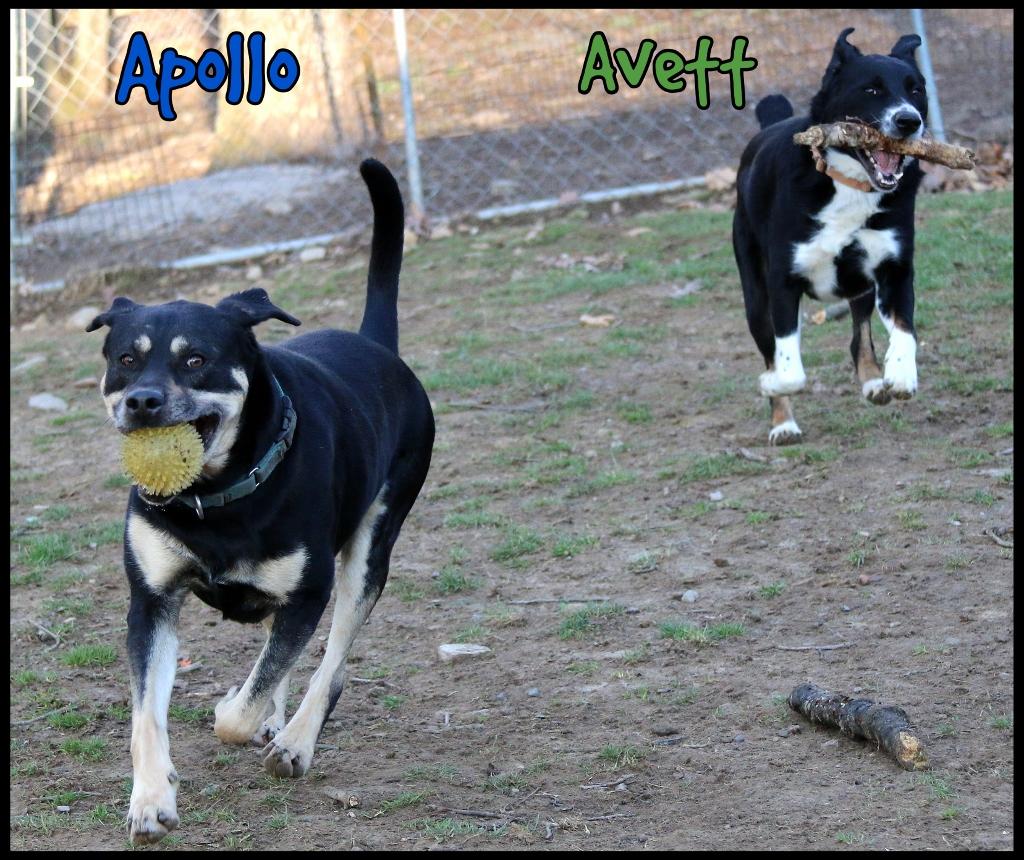 Enlarge Apollo, a Adoptable mixed breed in Shippenville, PA image 2/6