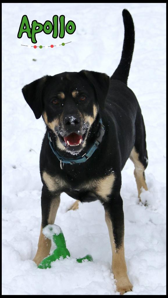 Enlarge Apollo, a Adoptable mixed breed in Shippenville, PA image 4/6