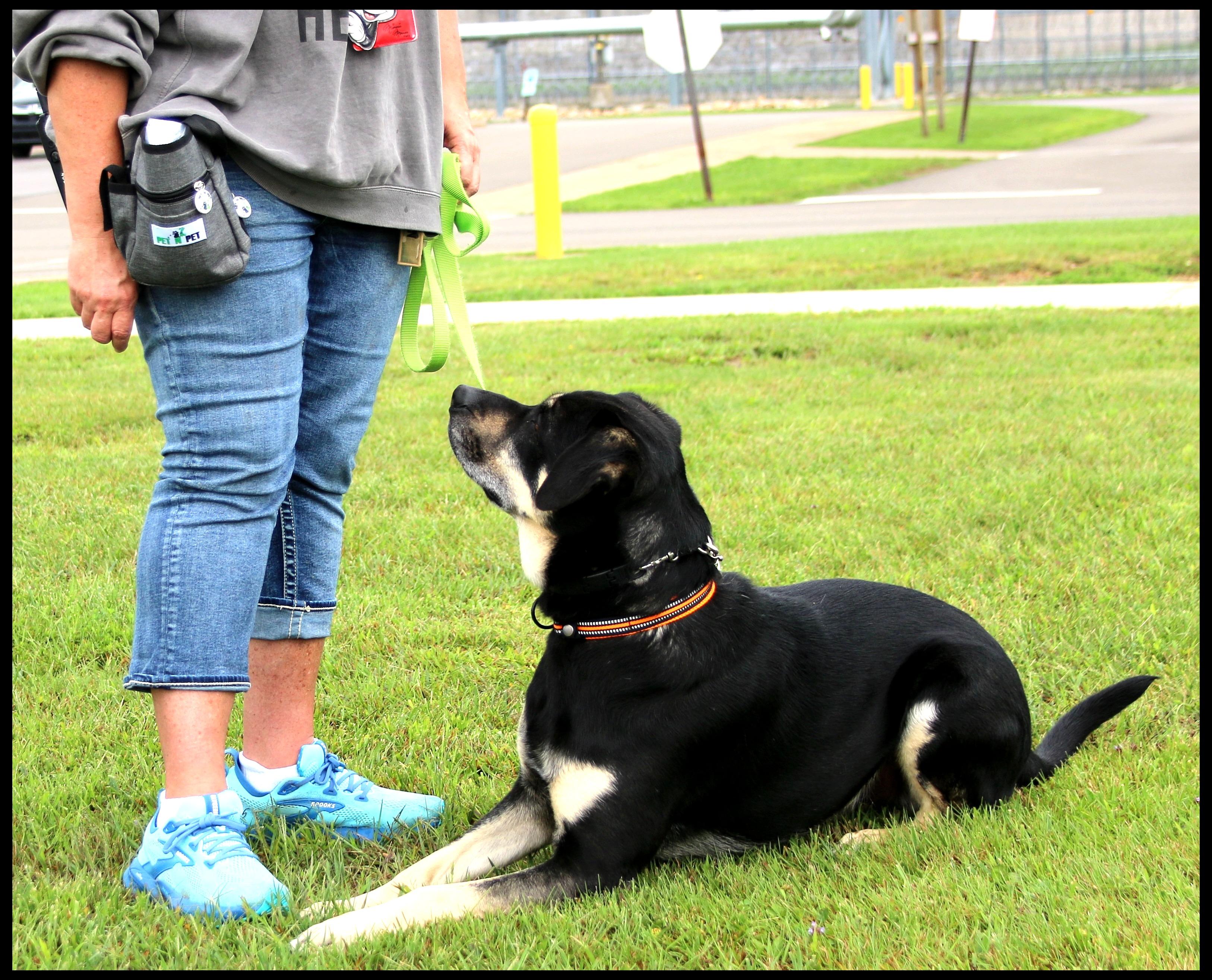 Enlarge Apollo, a Adoptable mixed breed in Shippenville, PA image 5/6