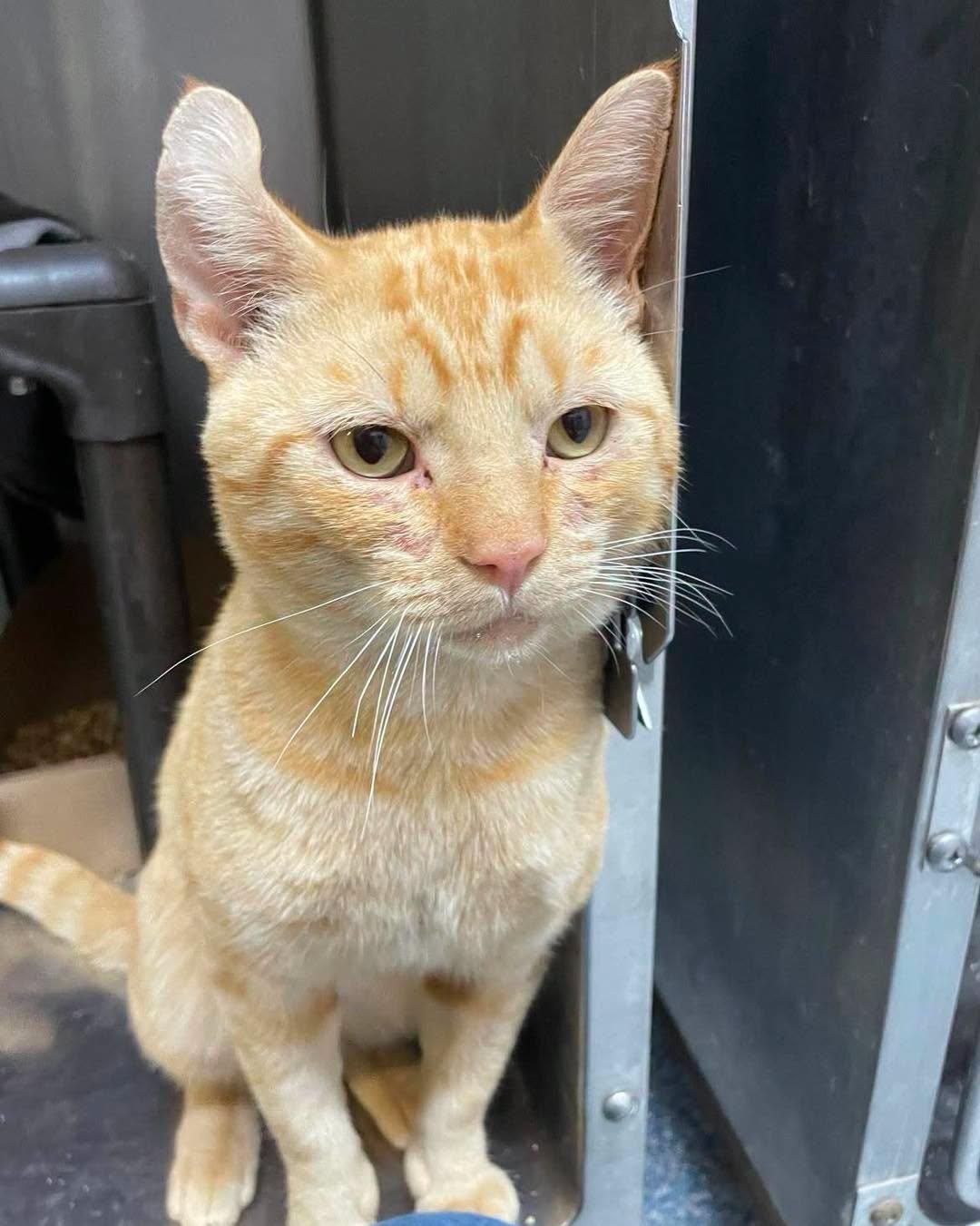 Ty, Adopted, Adult Male Domestic Short Hair.
