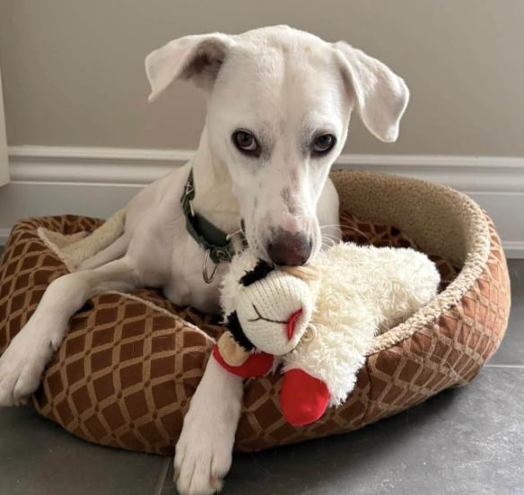 Billy, an adoptable mixed breed in Hamilton, ON image 3/6