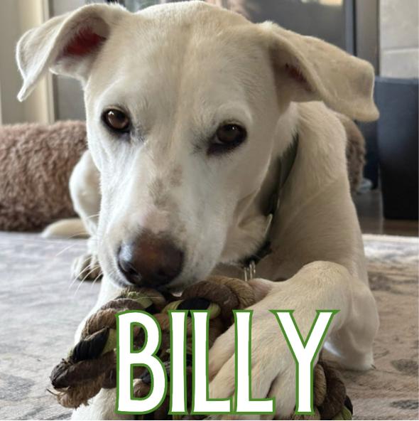 Billy, adoptable, Young Male Mixed Breed & Labrador Retriever.