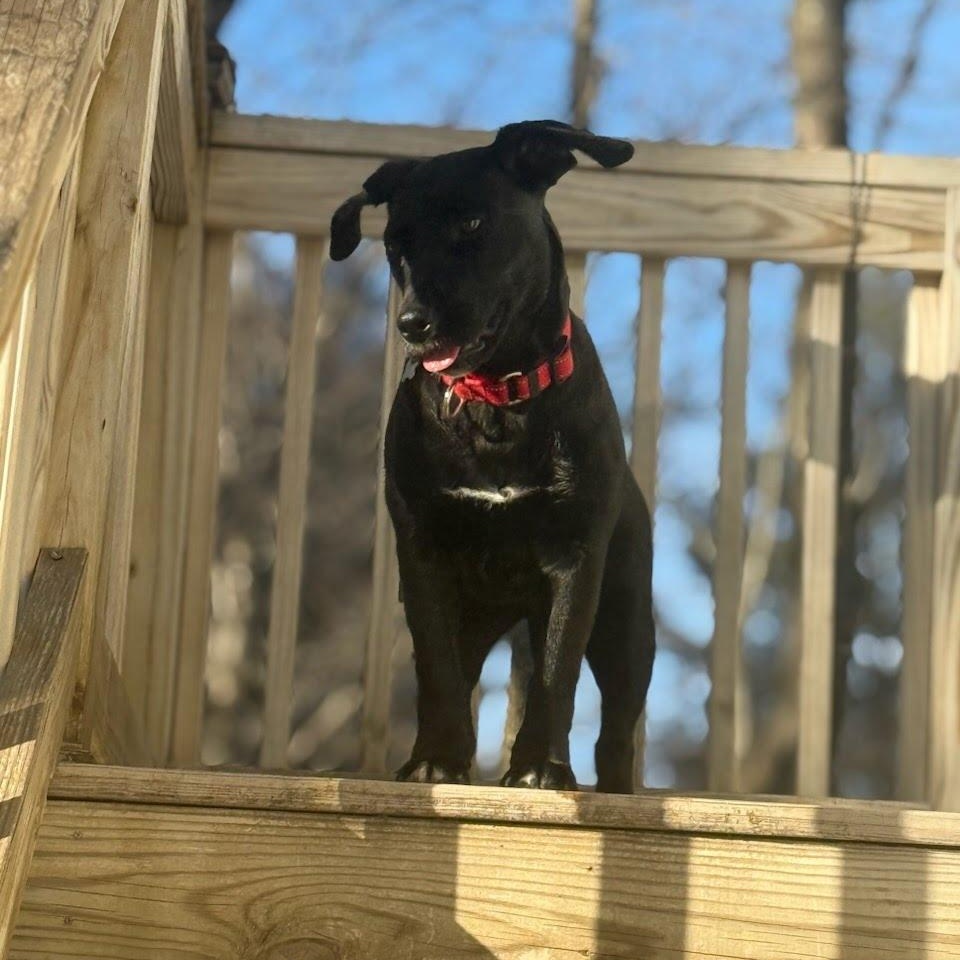 Enlarge Jade, a Adoptable mixed breed in Hopkinton, MA image 2/6