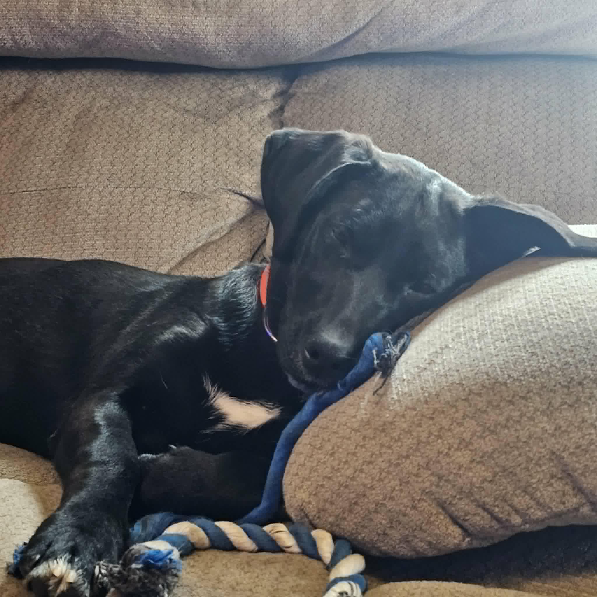 Enlarge Jade, a Adoptable mixed breed in Hopkinton, MA image 6/6