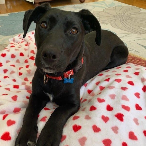 Jade, Adoptable, Puppy Female Mixed Breed.