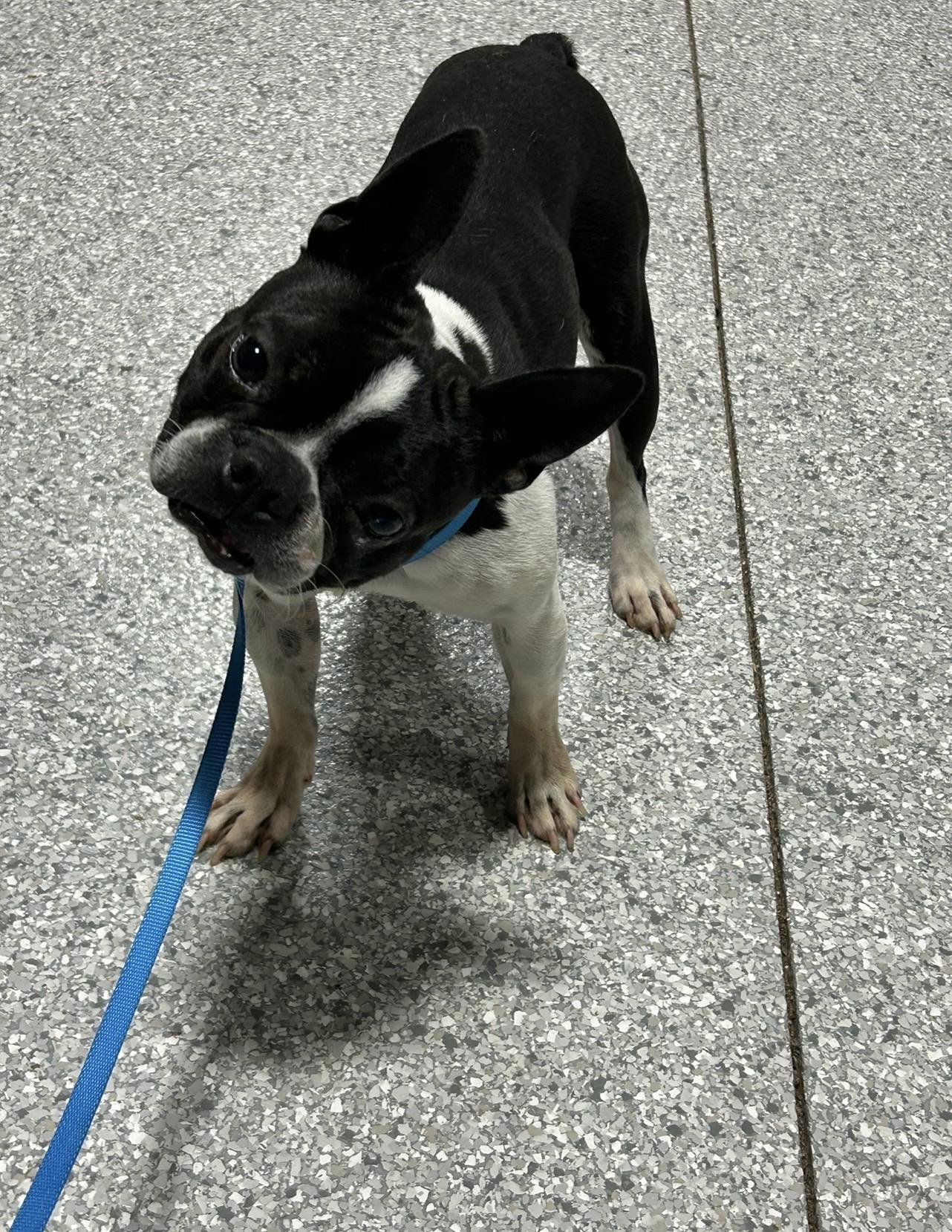 Enlarge Atlas, a Adoptable Boston Terrier in Maumee , OH image 2/3
