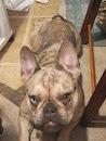 FiFi - READ DETAIL, one year, spayed, with pedigree photo 2