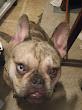 FiFi -  READ DETAIL, one year, spayed, with pedigree