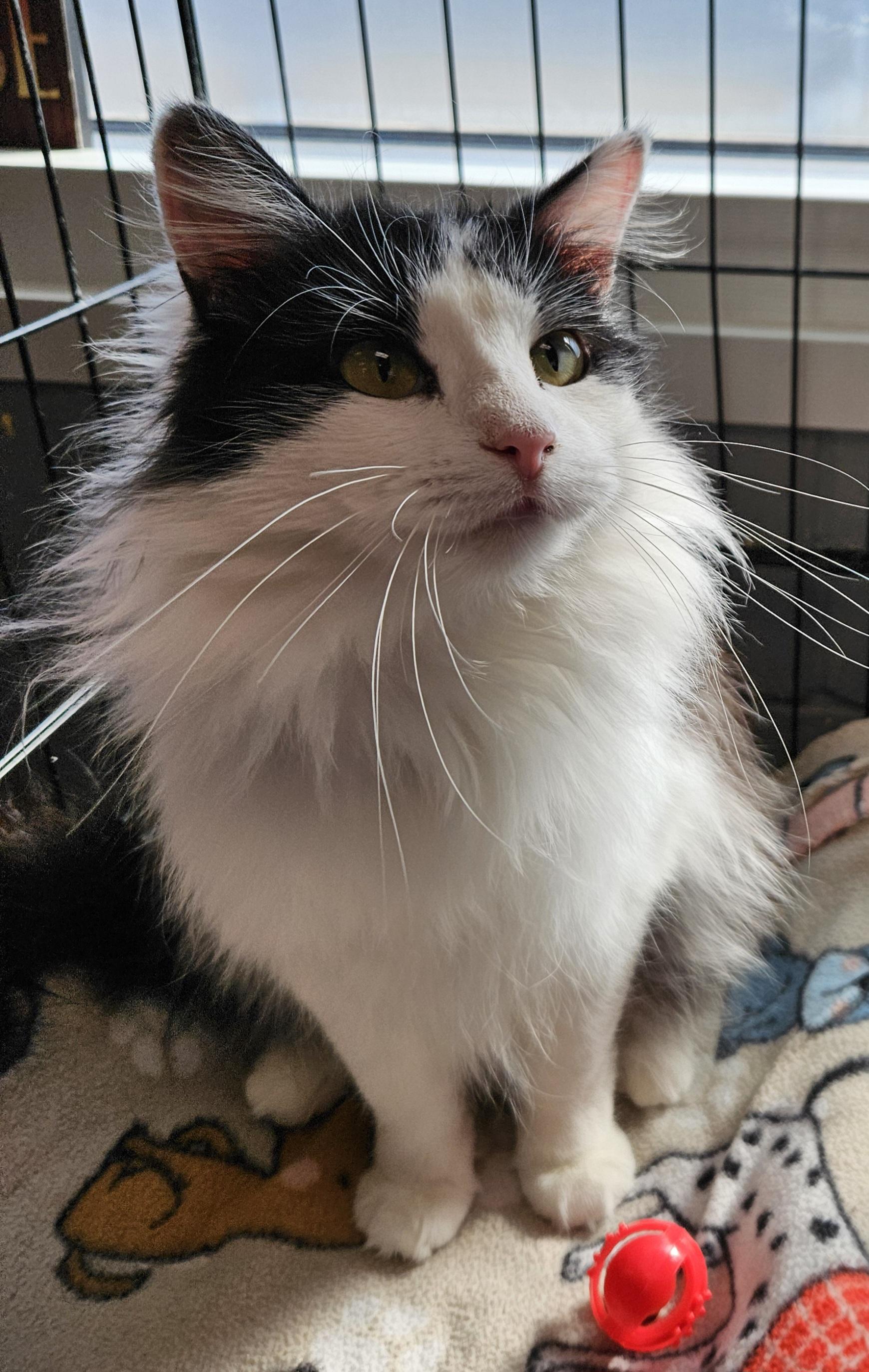 Potato, adopted, Young Female Domestic Long Hair.