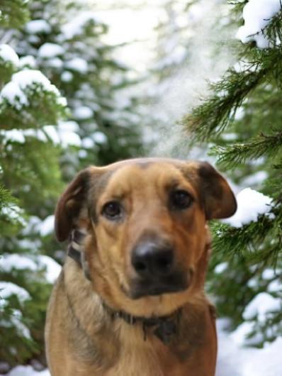 Enlarge Nico, a Adoptable Shepherd in Statesville, NC image 1/1
