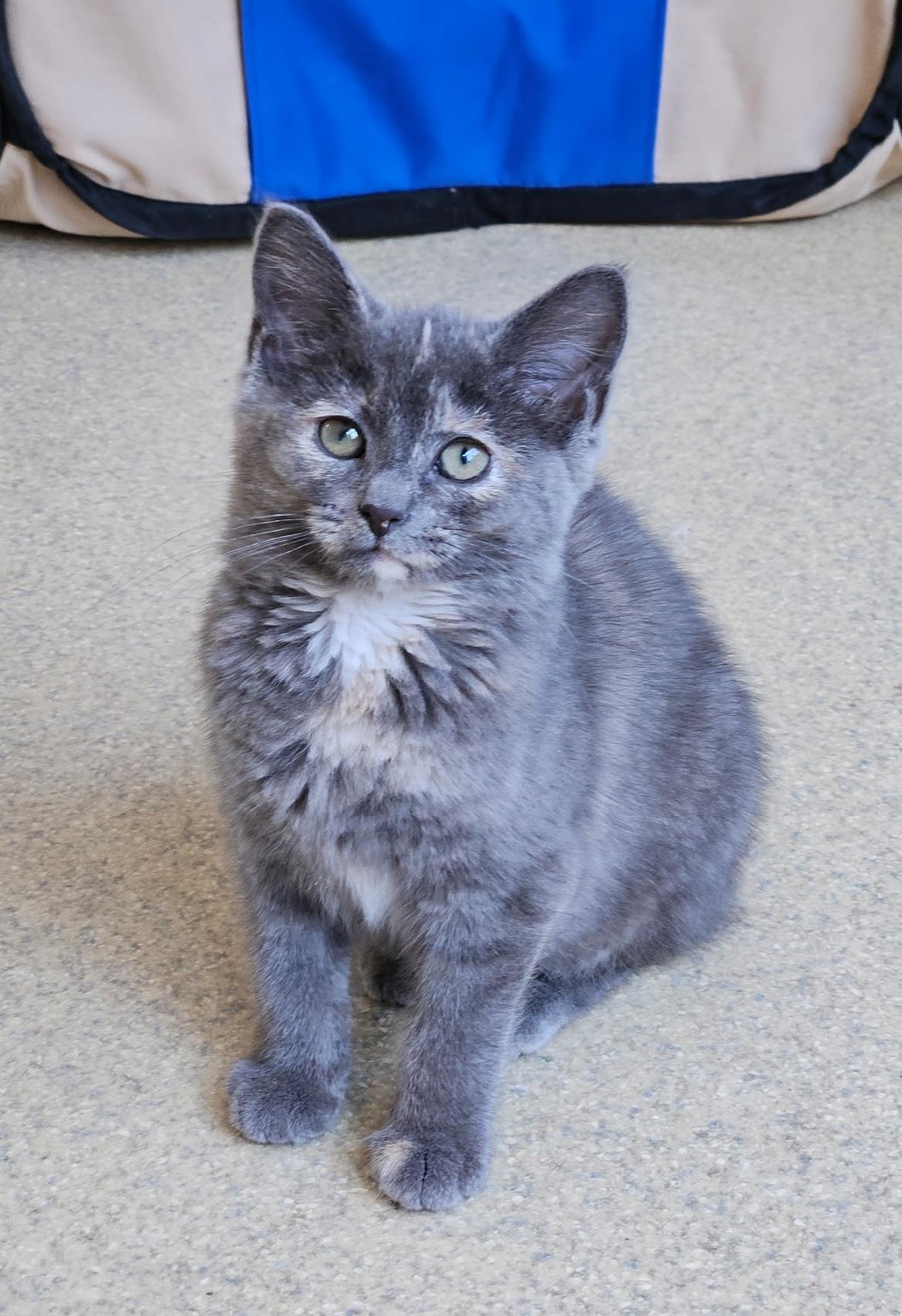 Enlarge Bambi, a Adopted Dilute Tortoiseshell in Westbrook, CT image 3/6