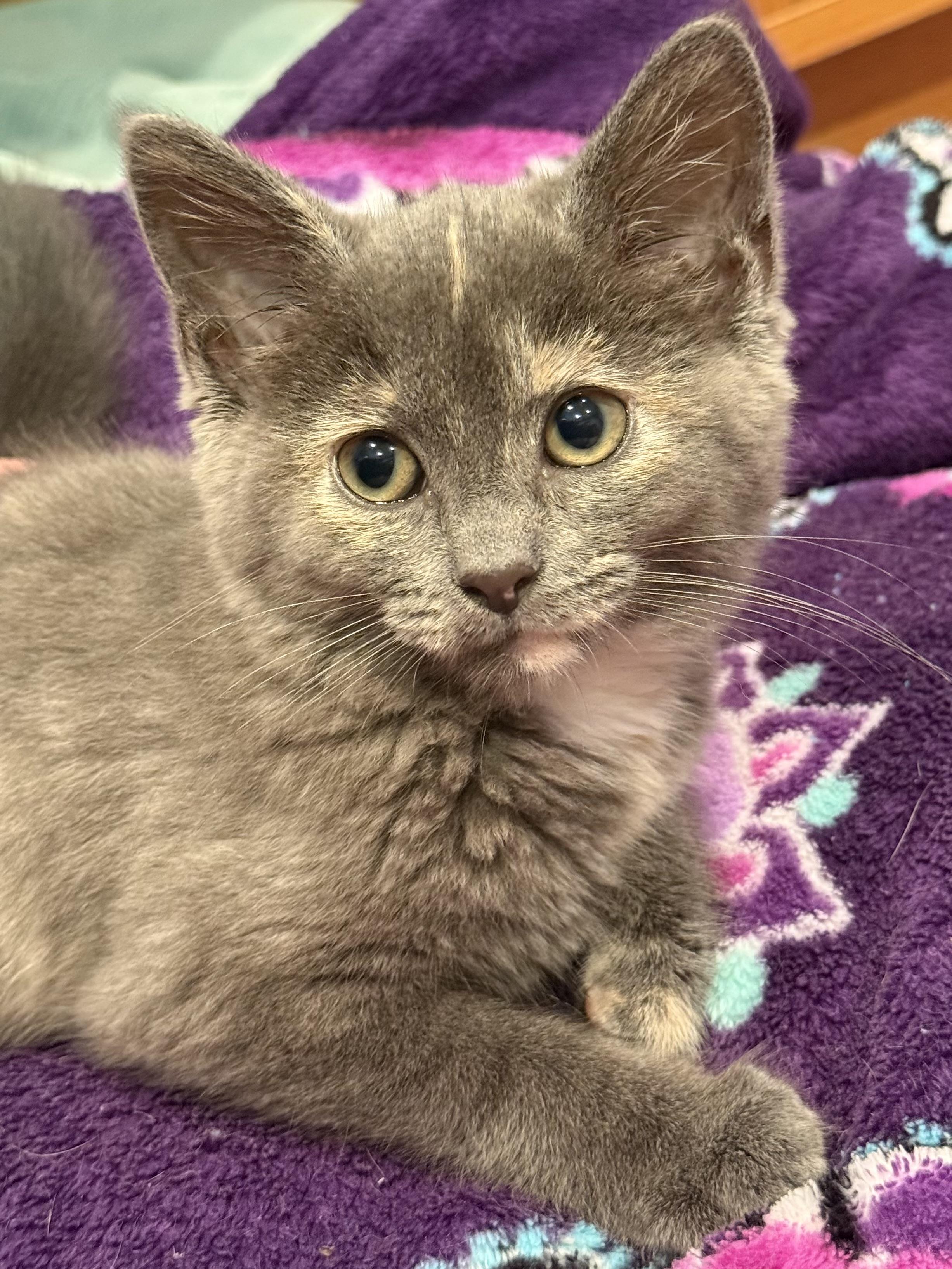 Enlarge Bambi, a Adopted Dilute Tortoiseshell in Westbrook, CT image 4/6