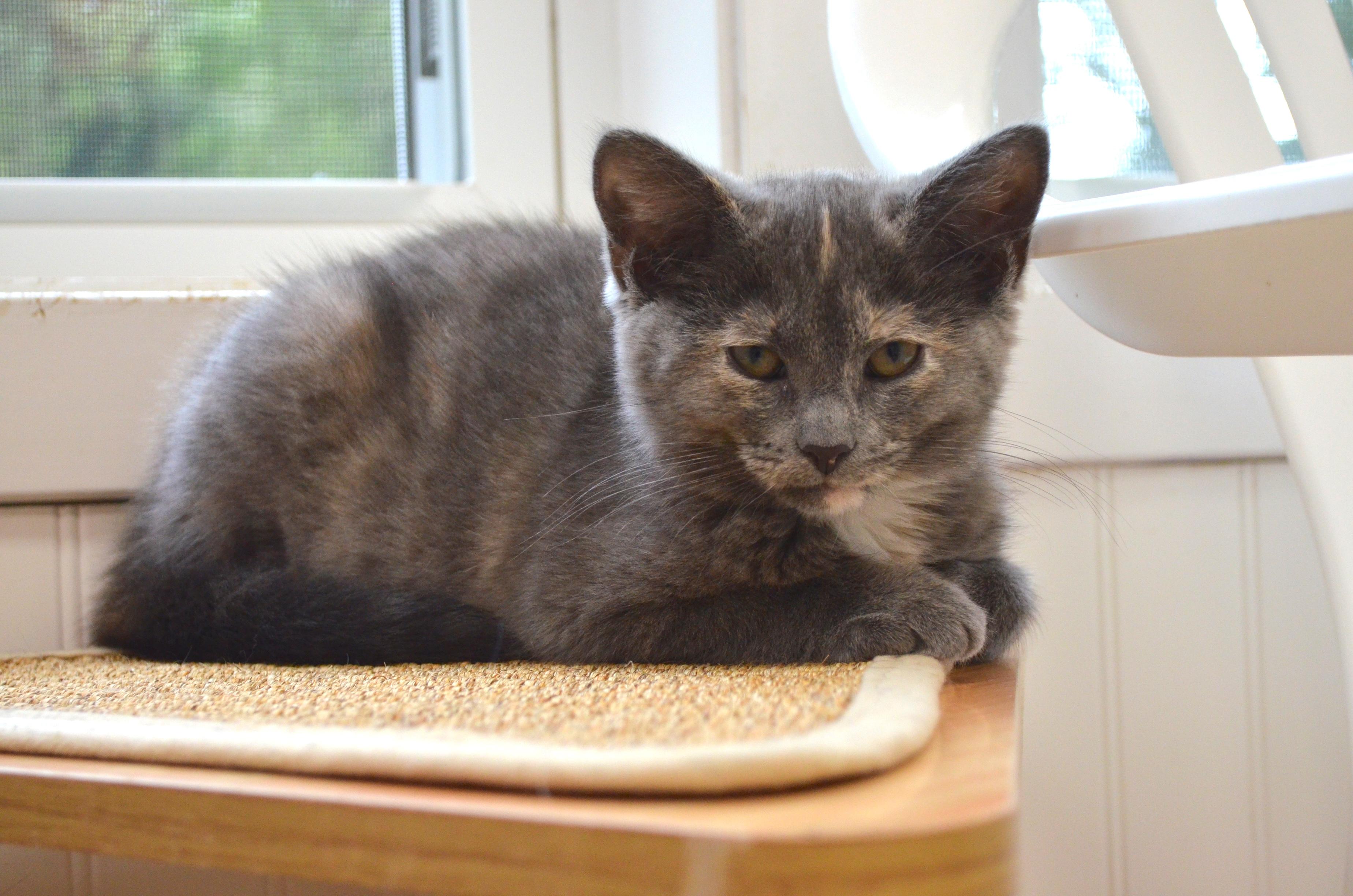 Enlarge Bambi, a Adopted Dilute Tortoiseshell in Westbrook, CT image 5/6