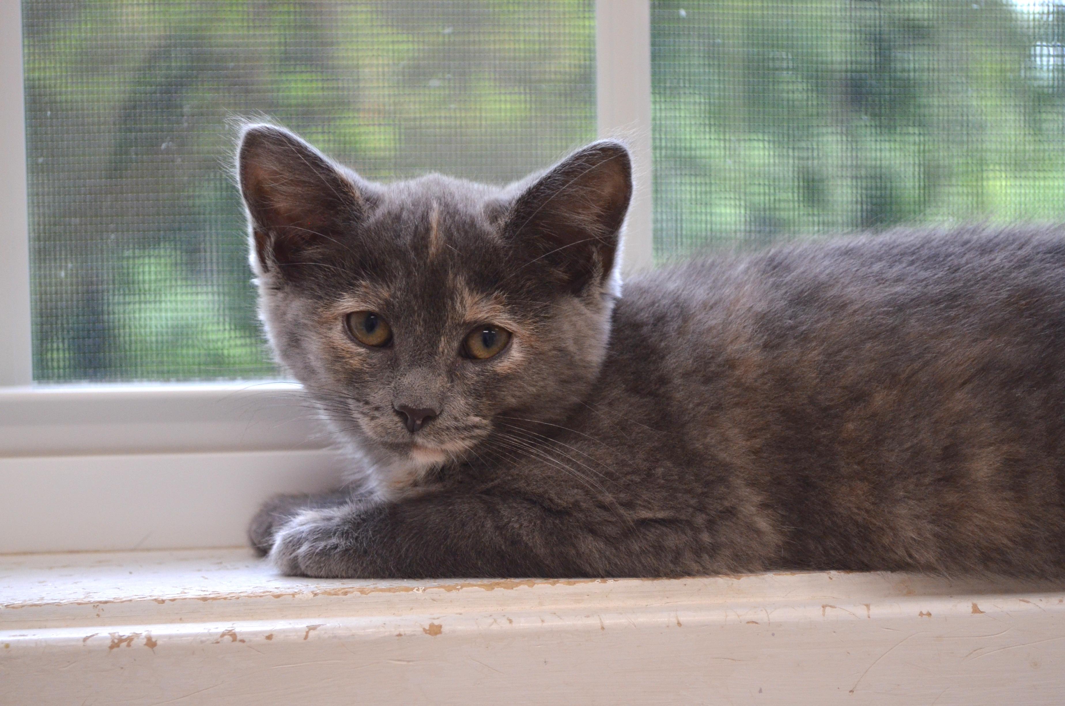 Enlarge Bambi, a Adopted Dilute Tortoiseshell in Westbrook, CT image 2/6