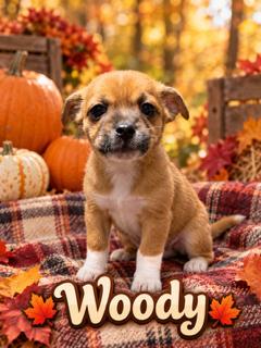 Woody, Adopted, Puppy Male Chihuahua & Yorkshire Terrier.