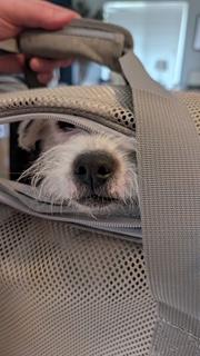 Simone, Adoptable, Adult Female Jack Russell Terrier & Mixed Breed.