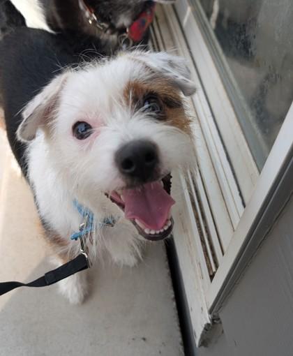 Enlarge Simone, a Adoptable mixed breed in Wichita, KS image 2/3