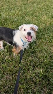 Enlarge Simone, a Adoptable mixed breed in Wichita, KS image 3/3