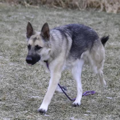 Mr. Big Ears, Adoptable, Adult Male German Shepherd Dog & Mixed Breed.